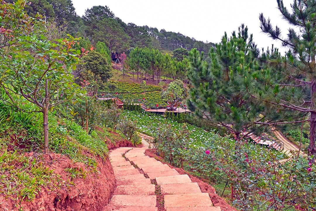 Lavender Dalat tourist area