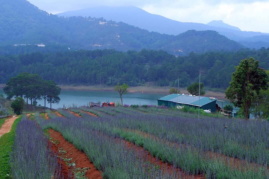 Lavender garden inside a Lavender Dalat tourist area