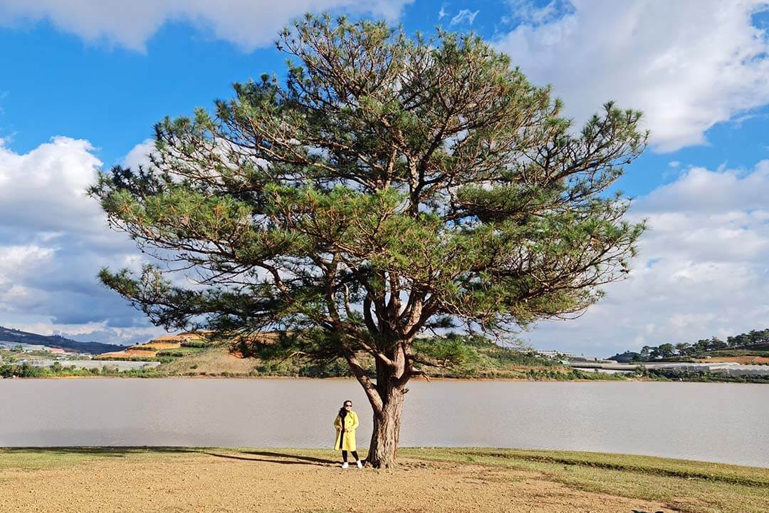 Lonely Pine Tree