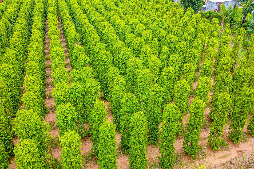 Phu Quoc Pepper Garden