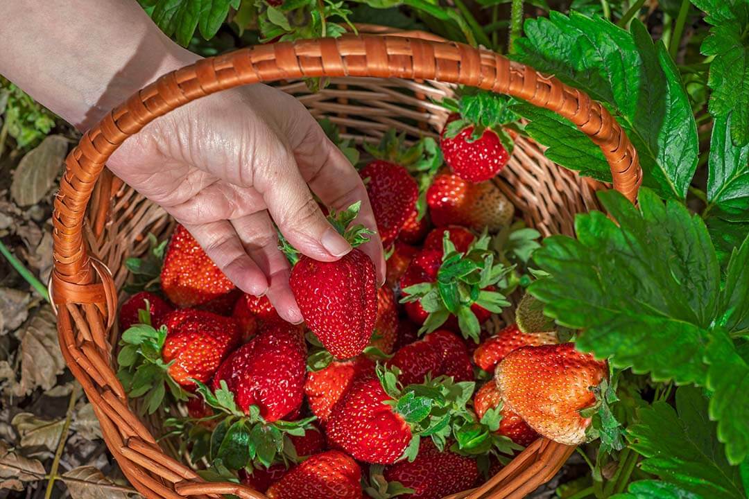 Visit the strawberry gardens around the hill