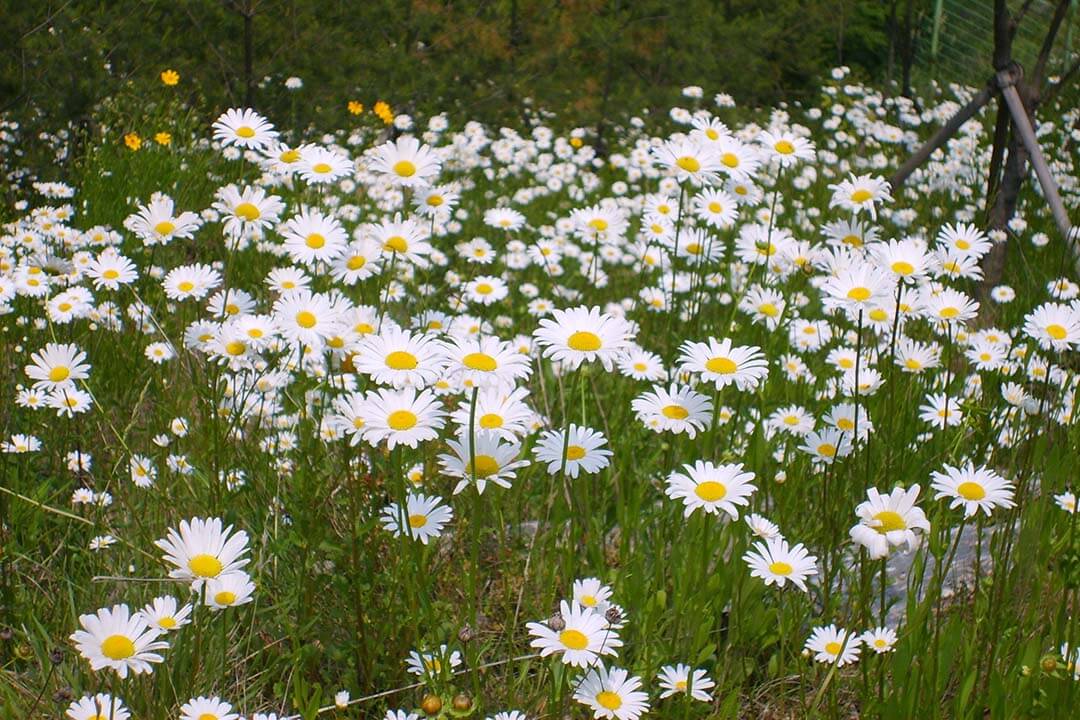 Chrysanthemum Flowers Field