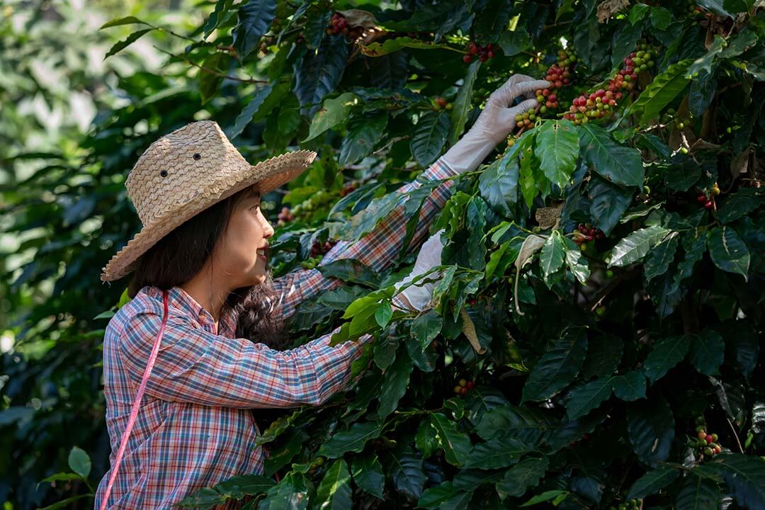 Coffee farm