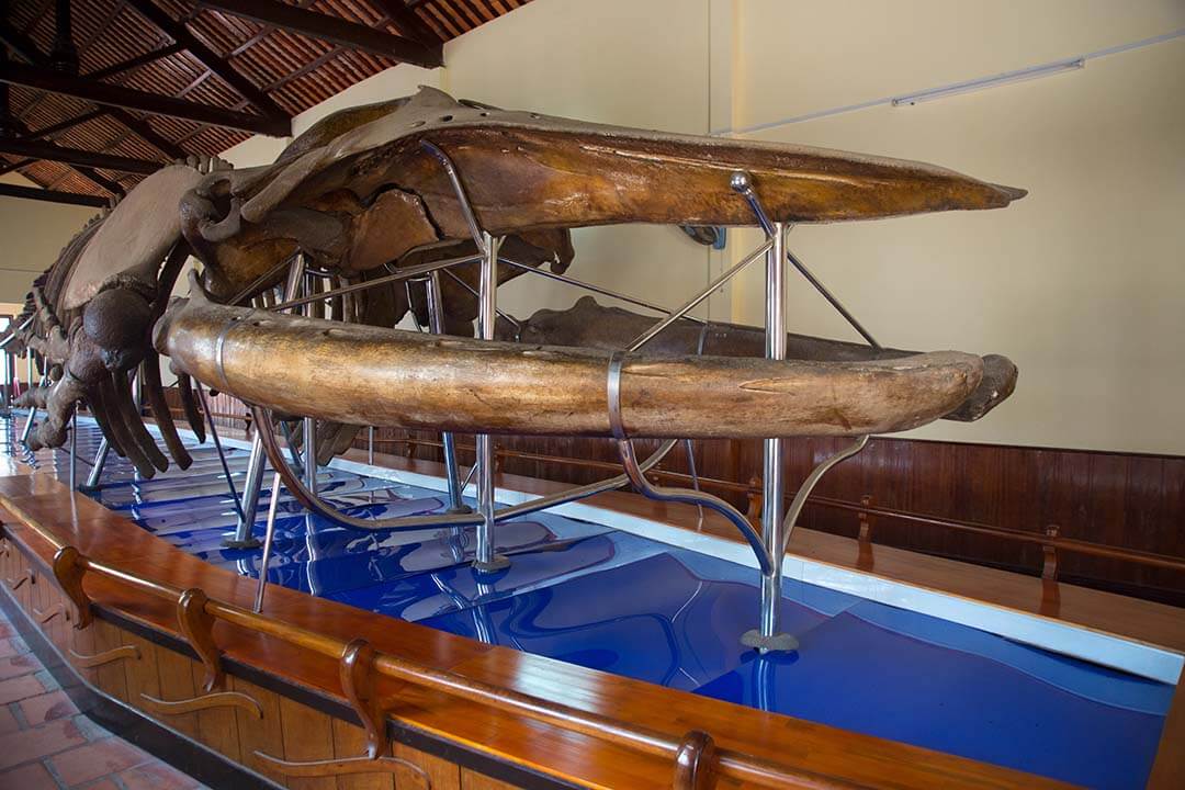 Head of whale skeleton