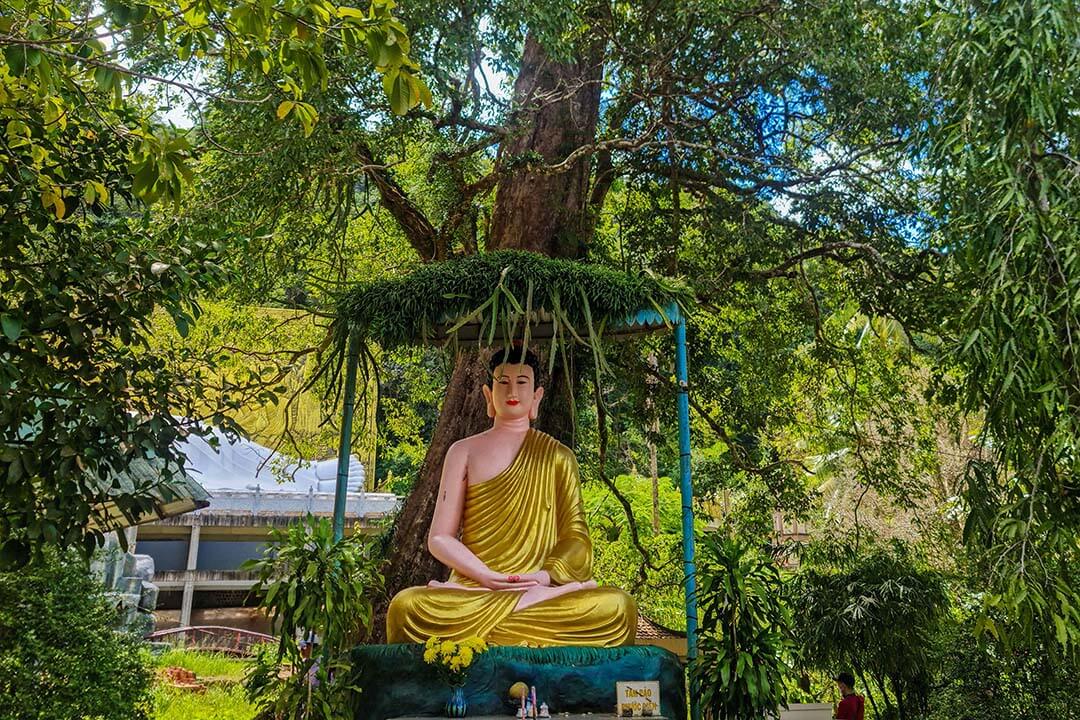 Konia tree inside Su Muon Pagoda