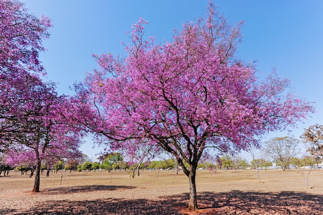 Lagerstremia Tree