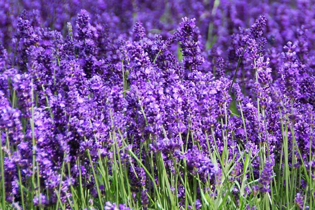 Lavender Hidcote Plant - one of types of flowers in Lavender Dalat Tourist Area