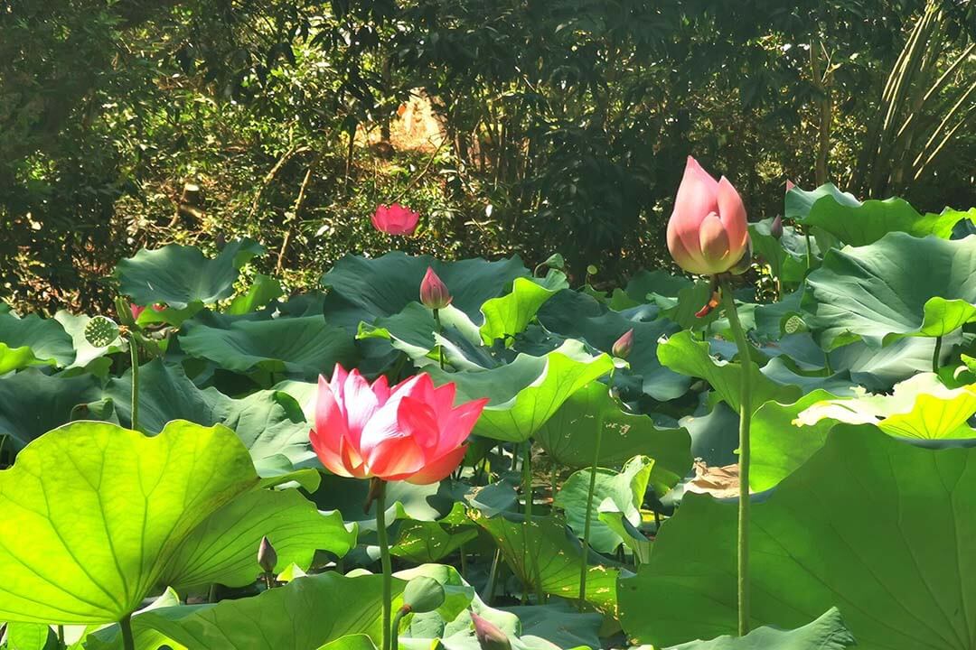 Lotus pond inside Tu Hieu Pagoda