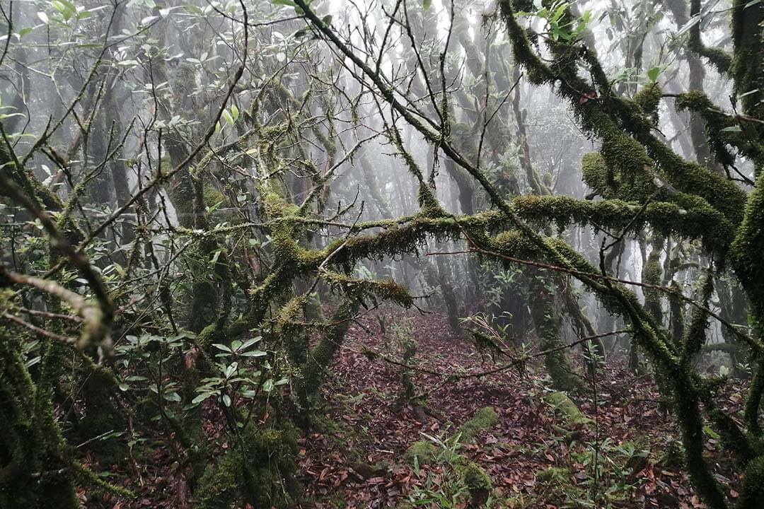 Mystery old forest