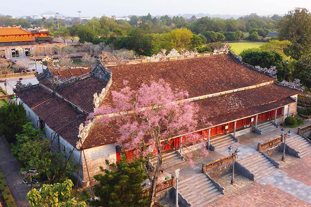 Peach tree near Thai Hoa Palace