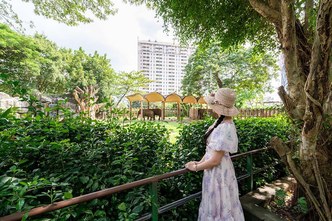 Relax with a fresh green space inside Saigon Zoo