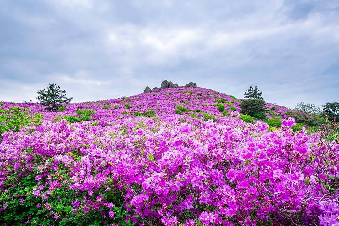 Rhododendron Flower Garden