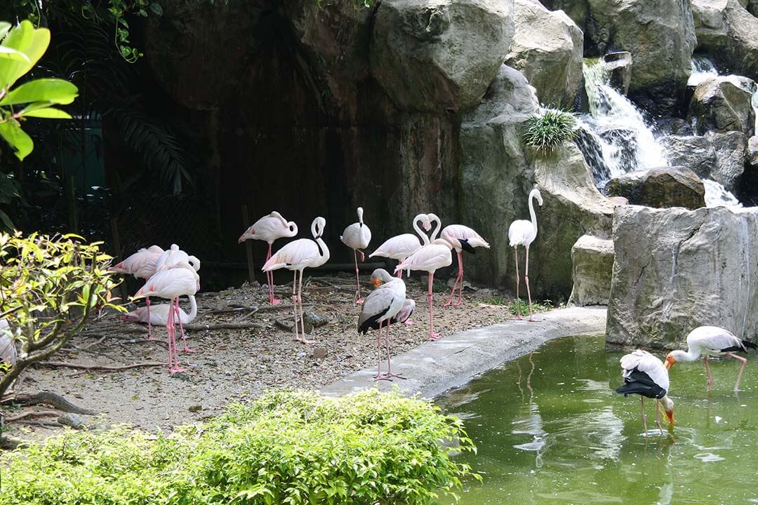 Saigon Zoo and Botanical Garden