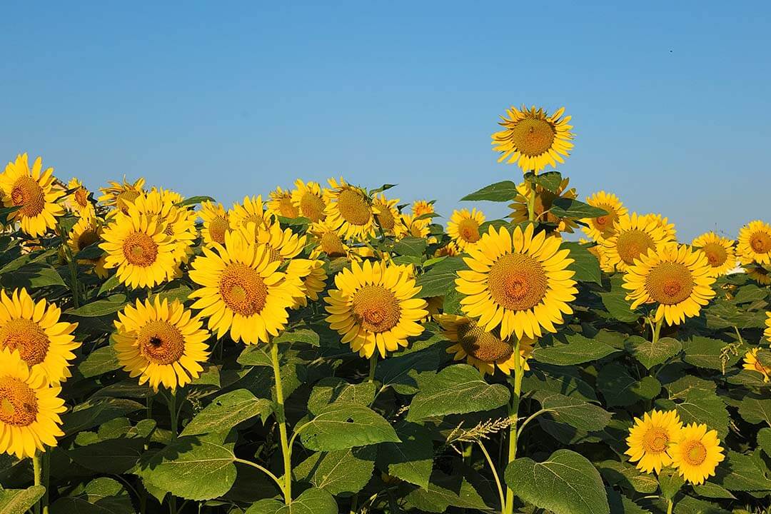 Sunflower Field