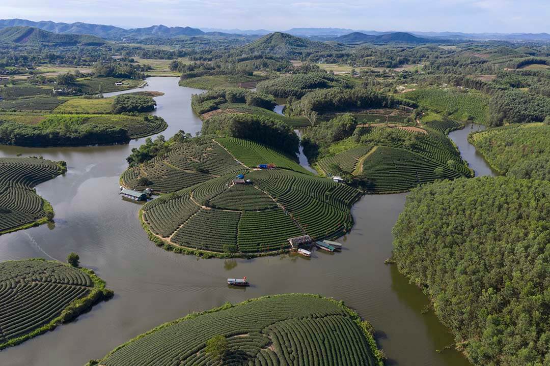 Thanh Chuong tea island