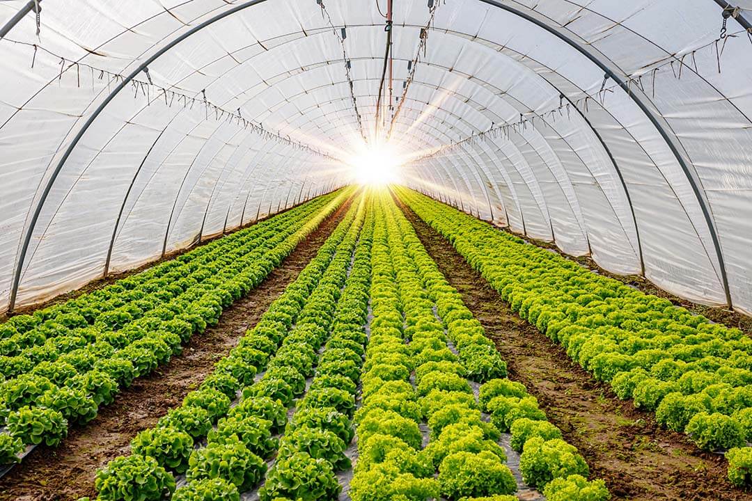 Closed indoor vegetable garden in Dalat