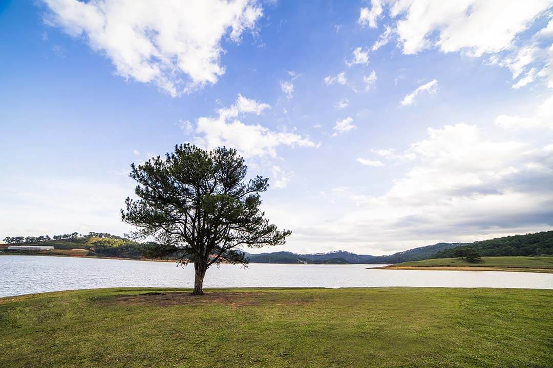 Lonely tree in Suoi Vang lake -A one of facts about Dalat