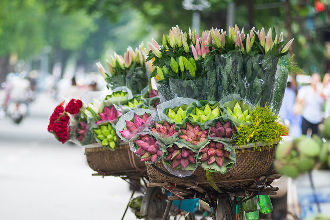 Lotus Flower on bicycle of street vendor in Hanoi