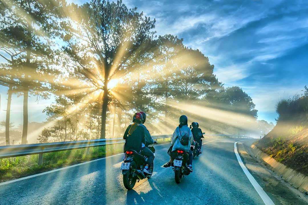 Motocyclists driving on road through pine forest