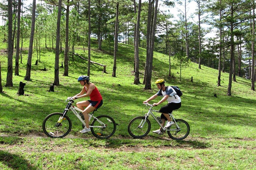 Cycling in the pine forest of Dalat